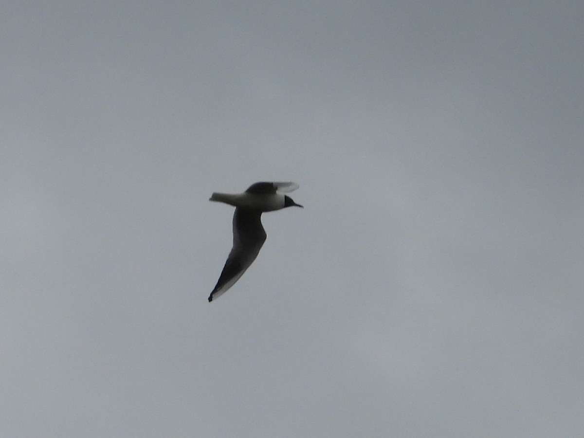 Black-headed Gull - ML229692021