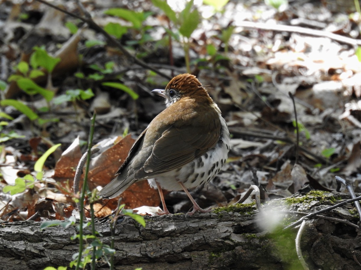 Wood Thrush - Dede Kotler