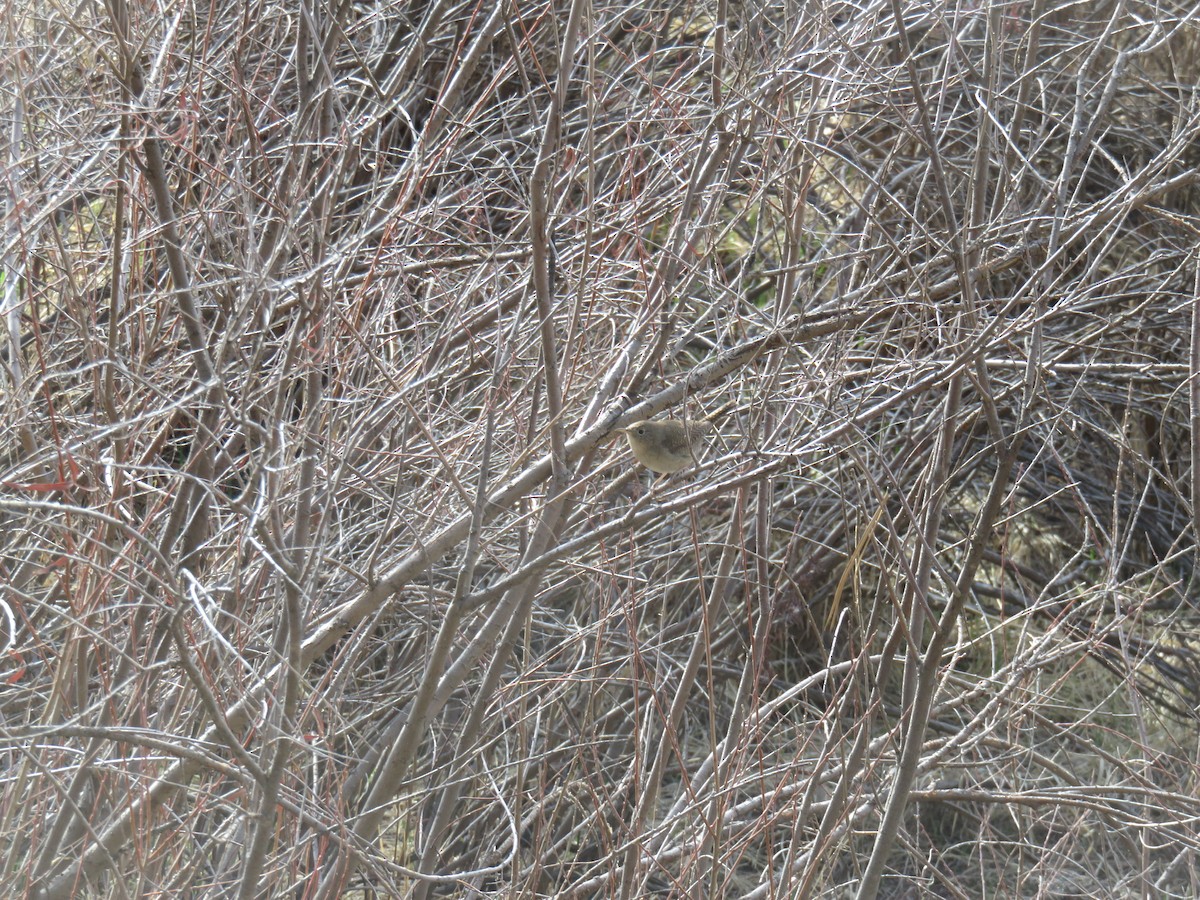 Northern House Wren - ML229692921