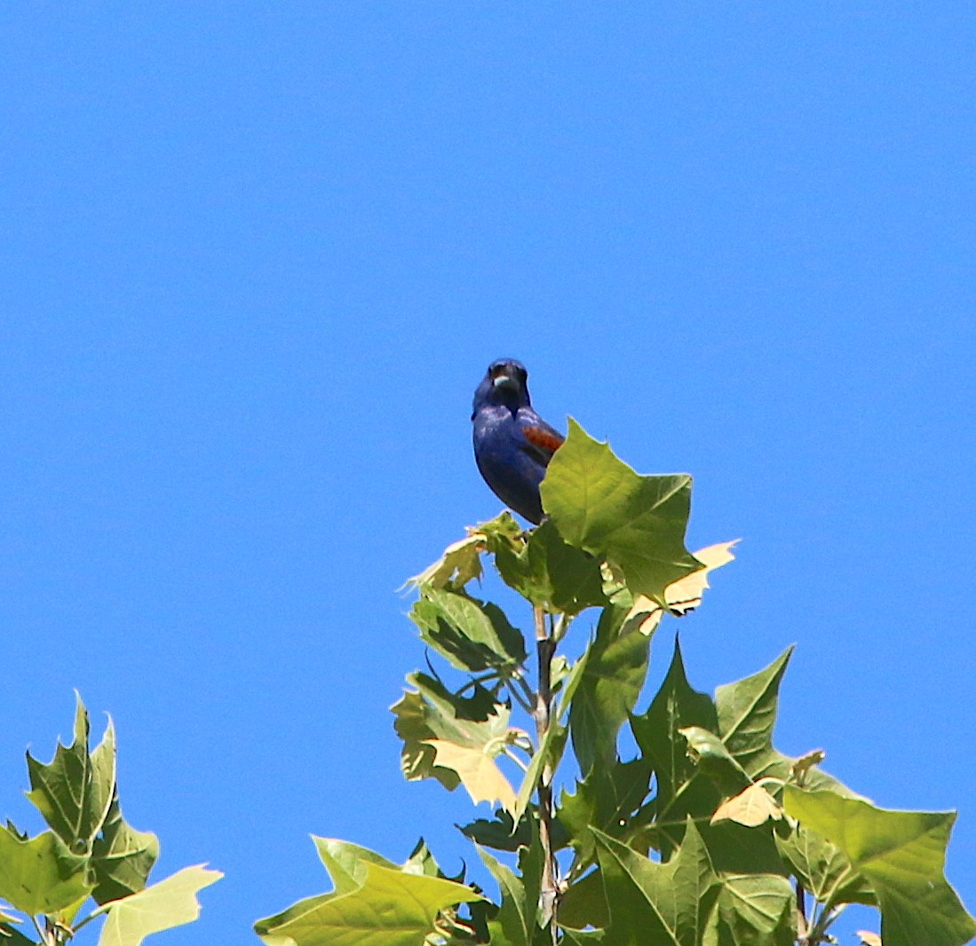 Blue Grosbeak - ML229692961