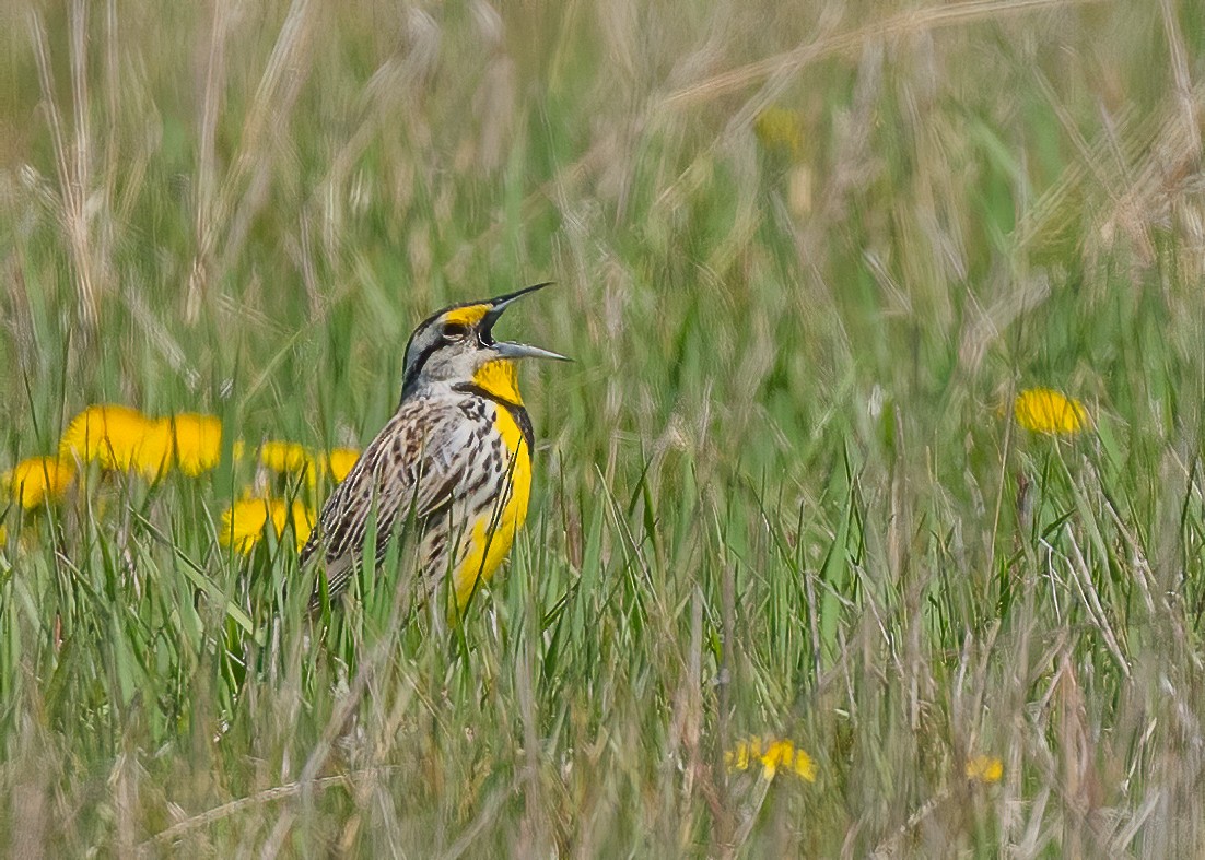 Eastern Meadowlark - Bill Millett