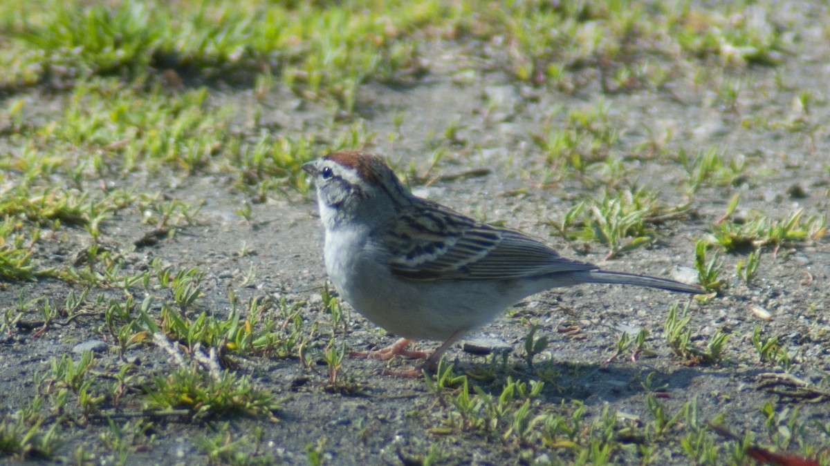 Chipping Sparrow - Jasper Weinberg