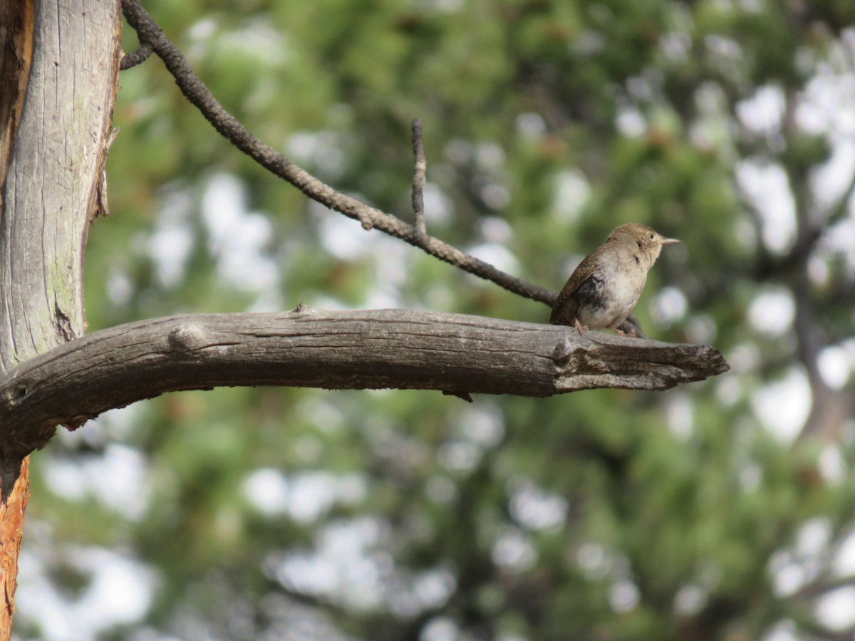 Northern House Wren - ML229693501