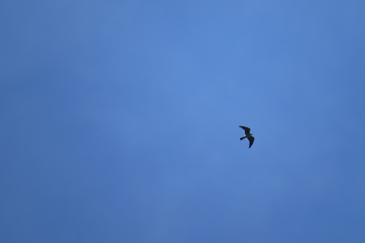 Mississippi Kite - ML229693551