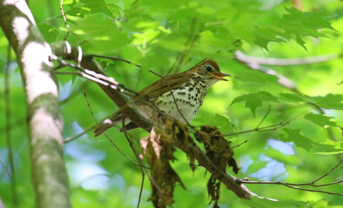 Wood Thrush - ML229694301