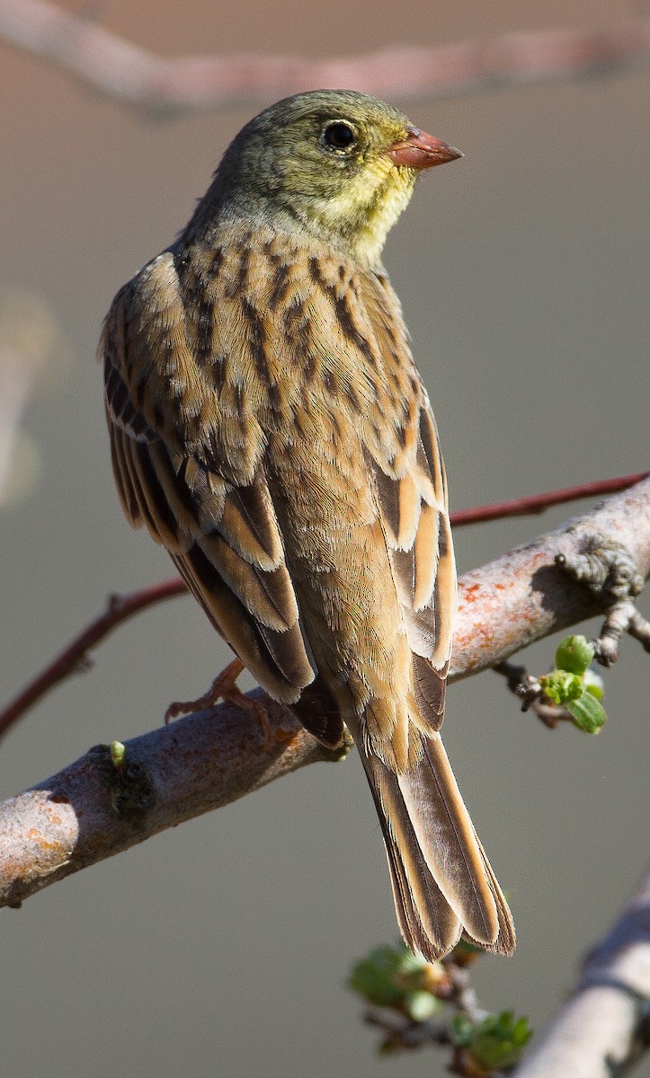 Ortolan Bunting - José Martín