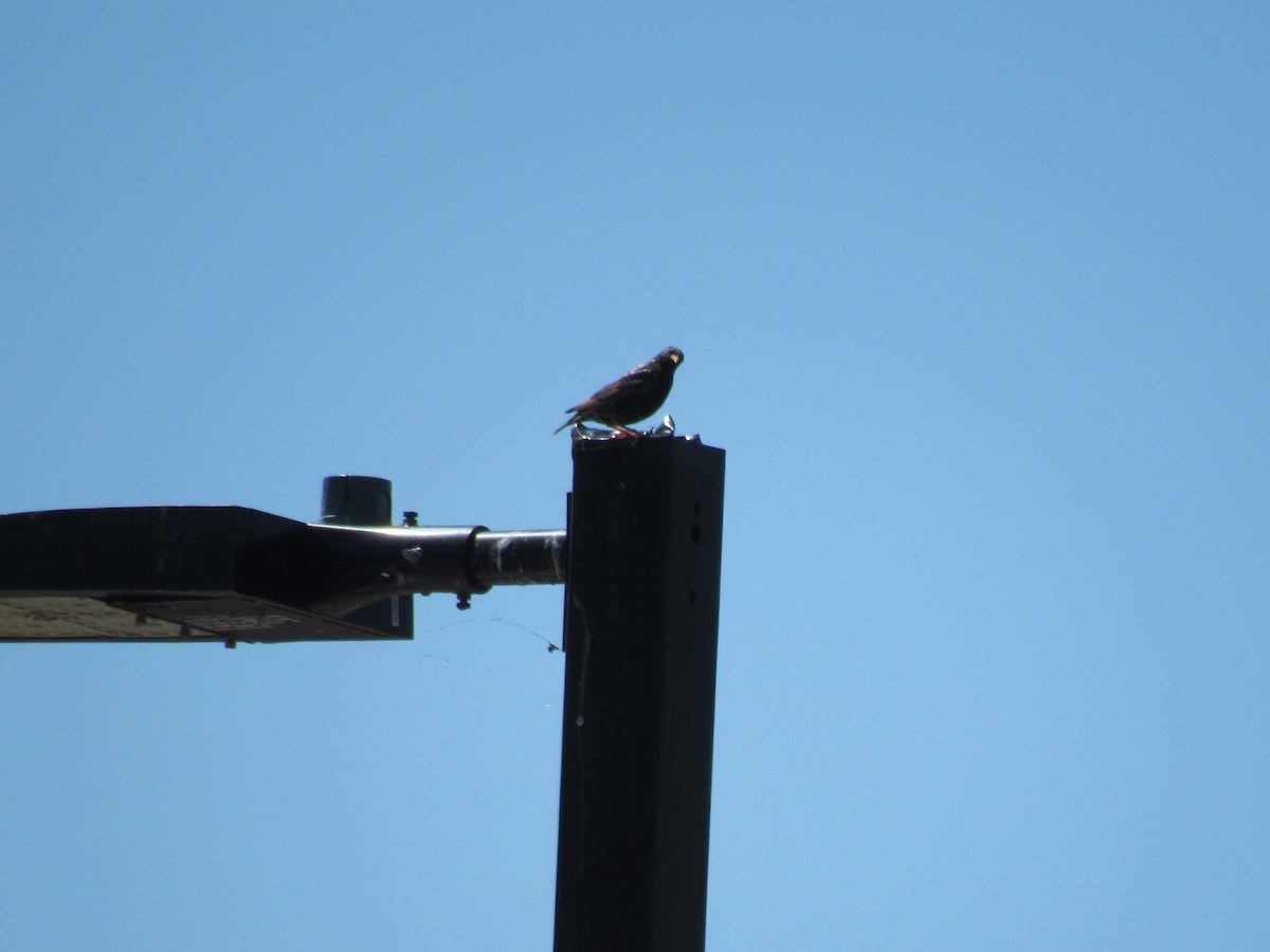 European Starling - ML229695091