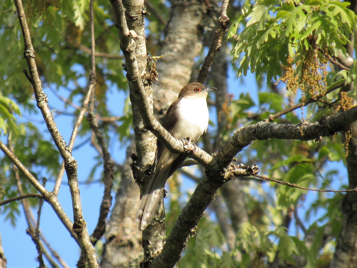 Black-billed Cuckoo - ML229696521