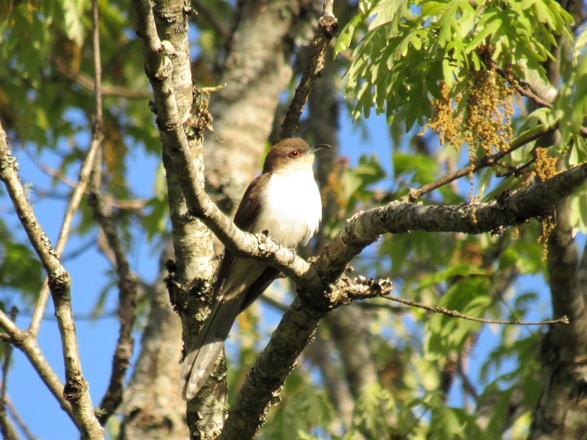 Black-billed Cuckoo - ML229696531