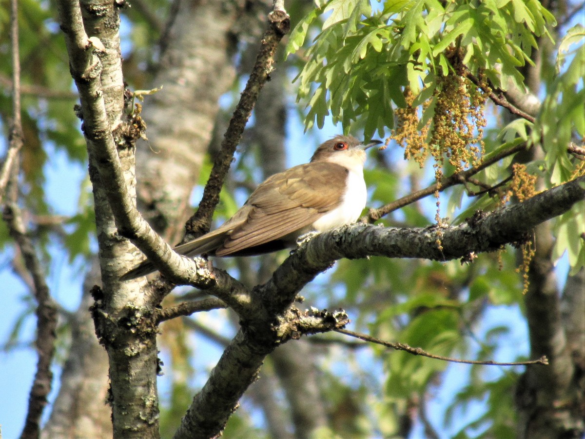 Black-billed Cuckoo - ML229696541