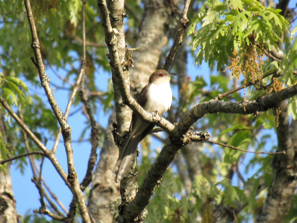 Black-billed Cuckoo - ML229696551