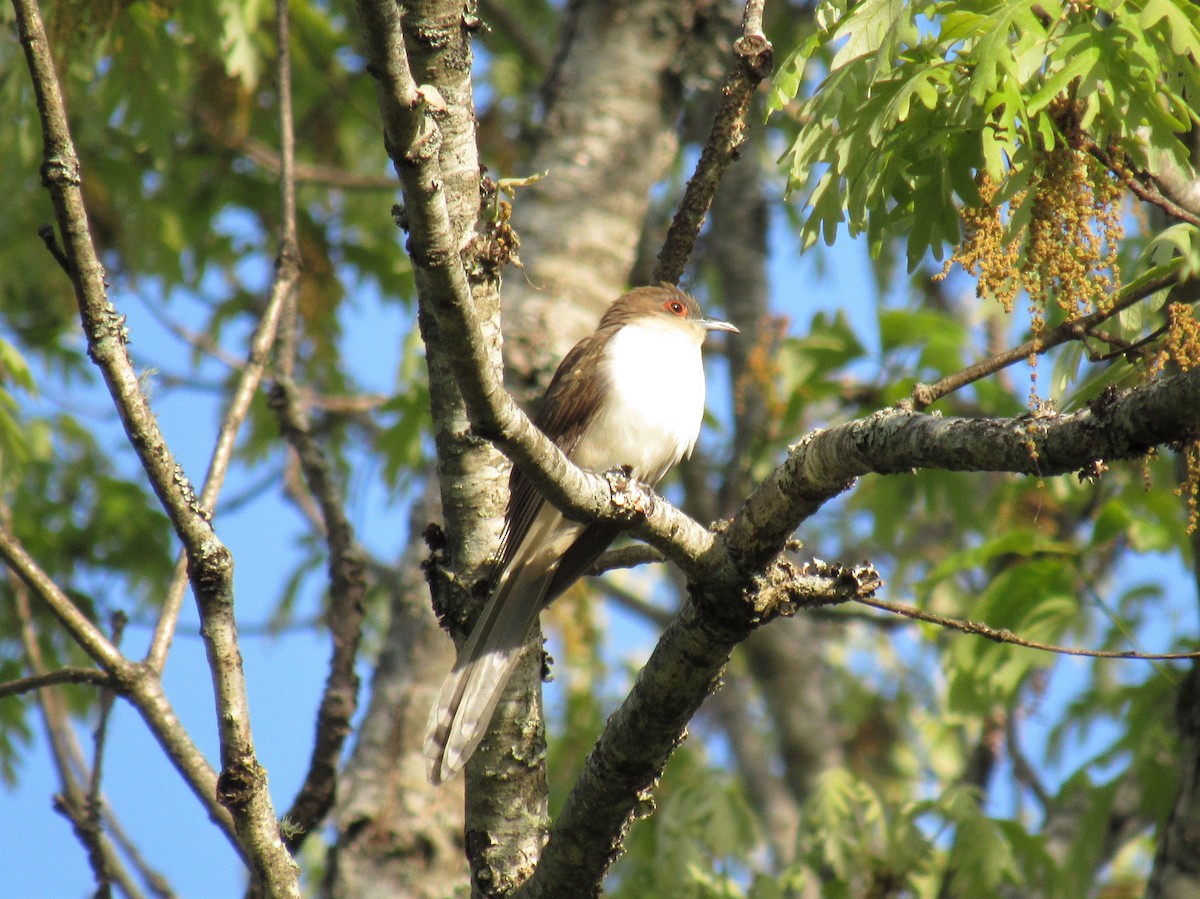 Black-billed Cuckoo - ML229696561