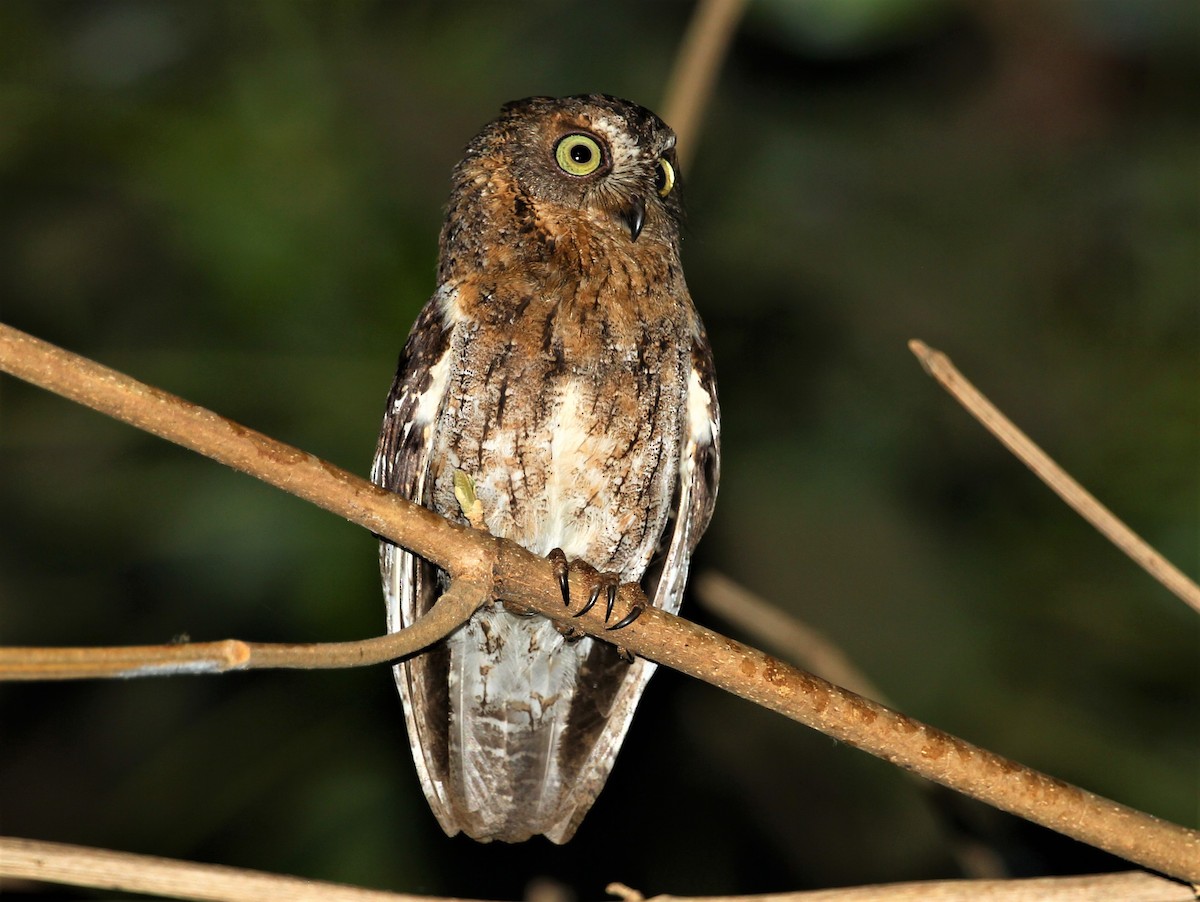 Madagascar Scops-Owl (Torotoroka) - Carmelo López Abad