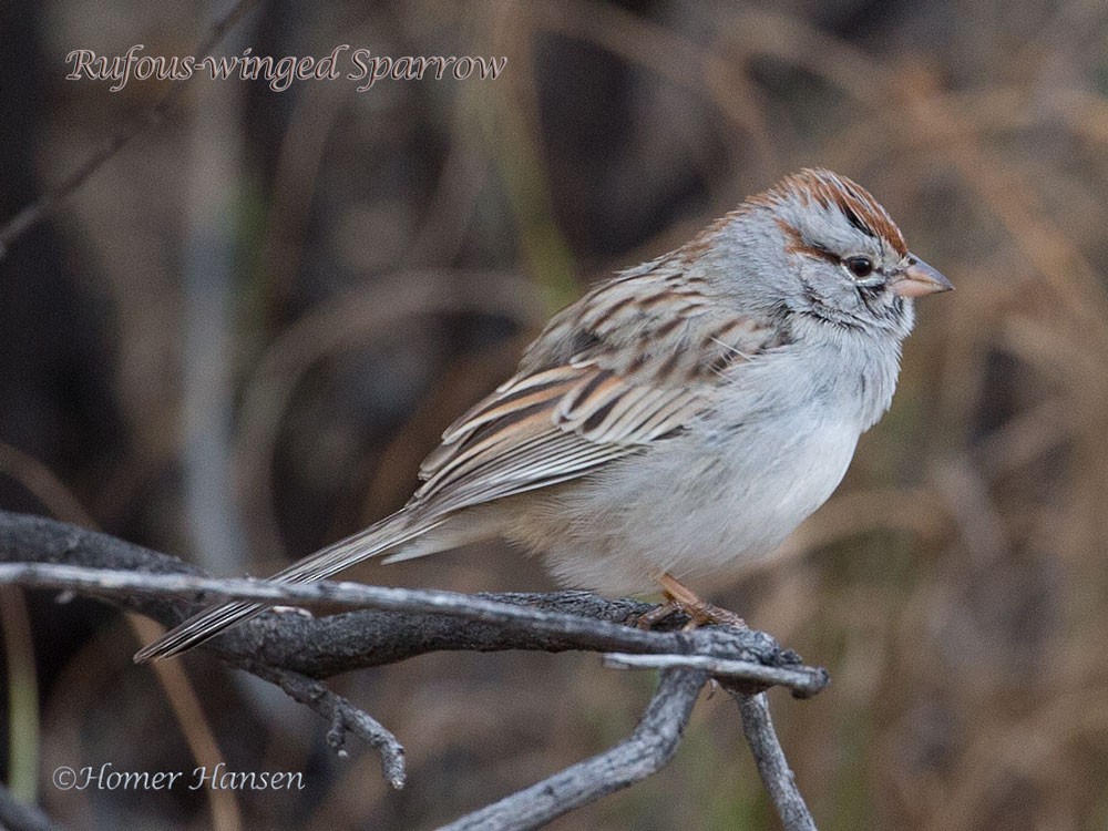 Rufous-winged Sparrow - Homer Hansen
