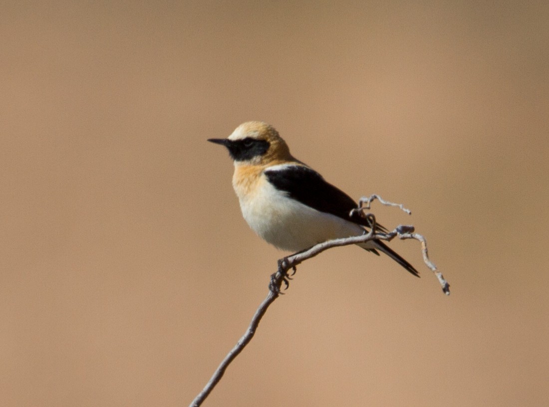 Western Black-eared Wheatear - José Martín