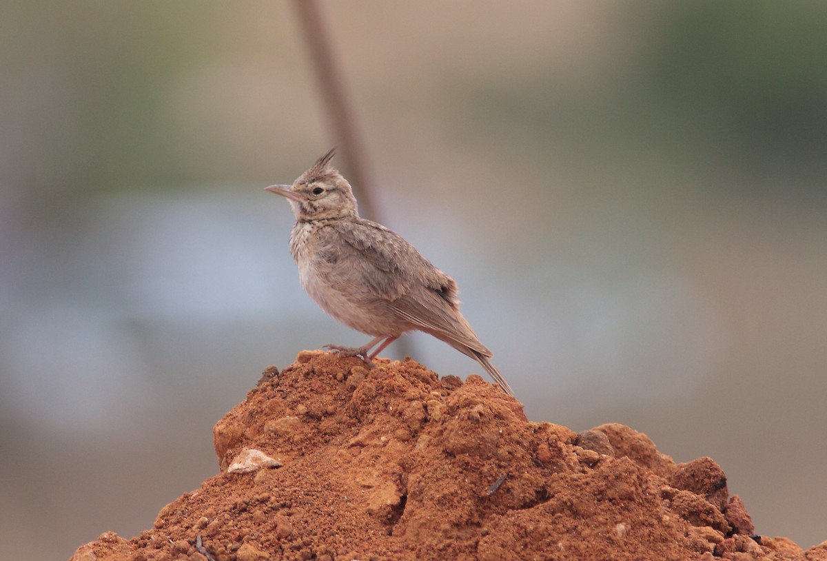 Crested Lark - Ray Scally