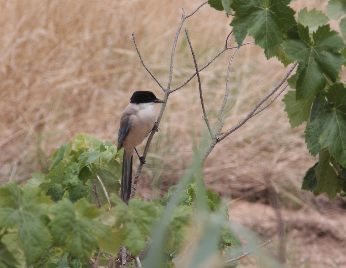 Iberian Magpie - ML229697781