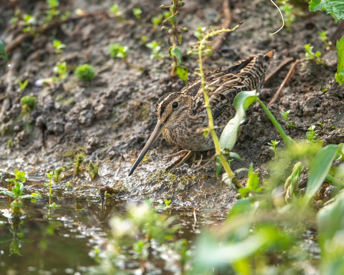 Common Snipe - ML229697831