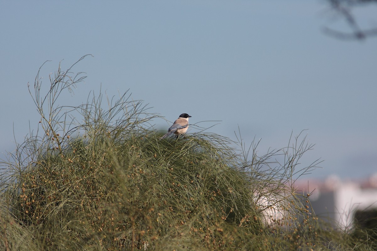 Iberian Magpie - ML229697891