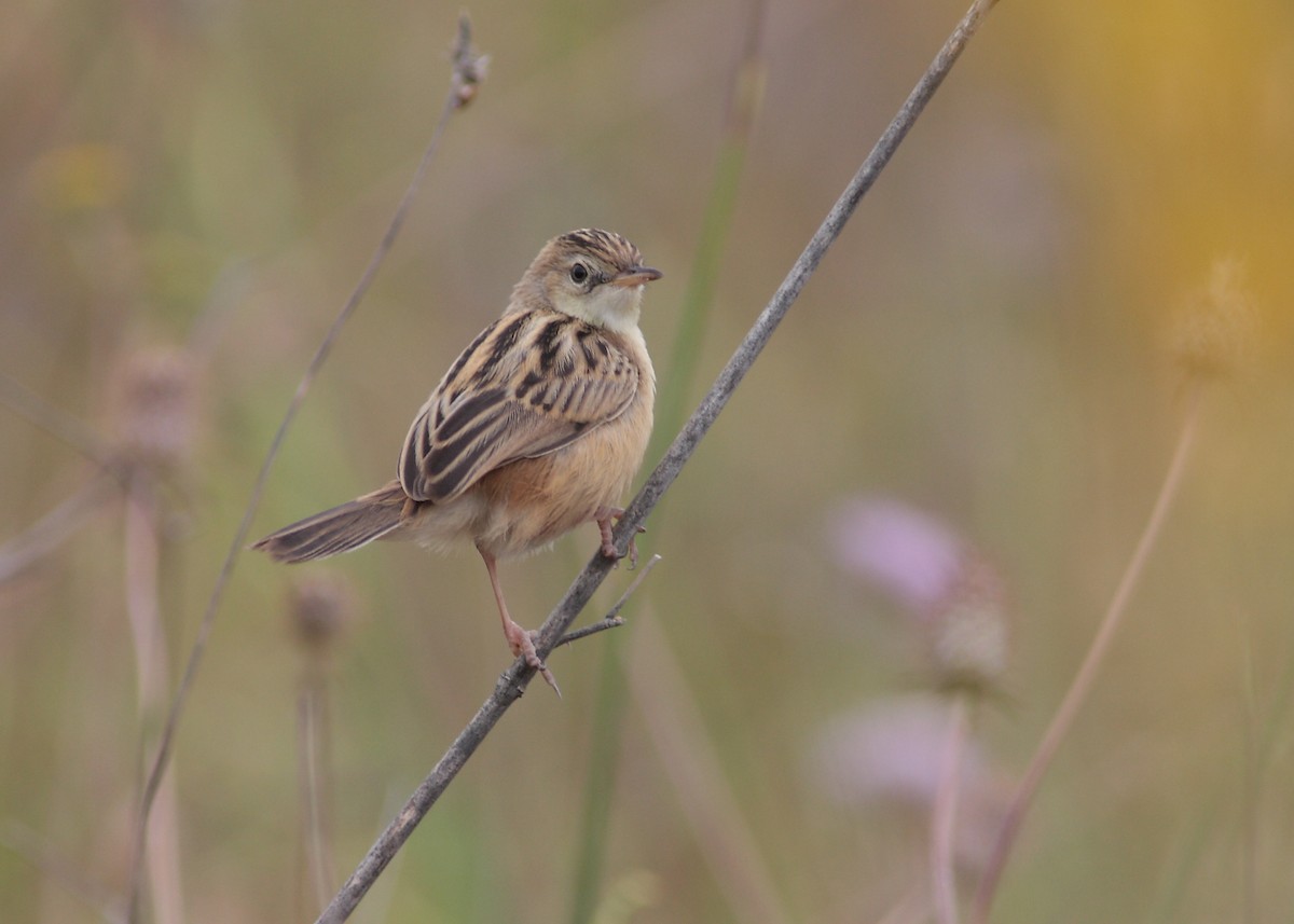 Zitting Cisticola - Ray Scally