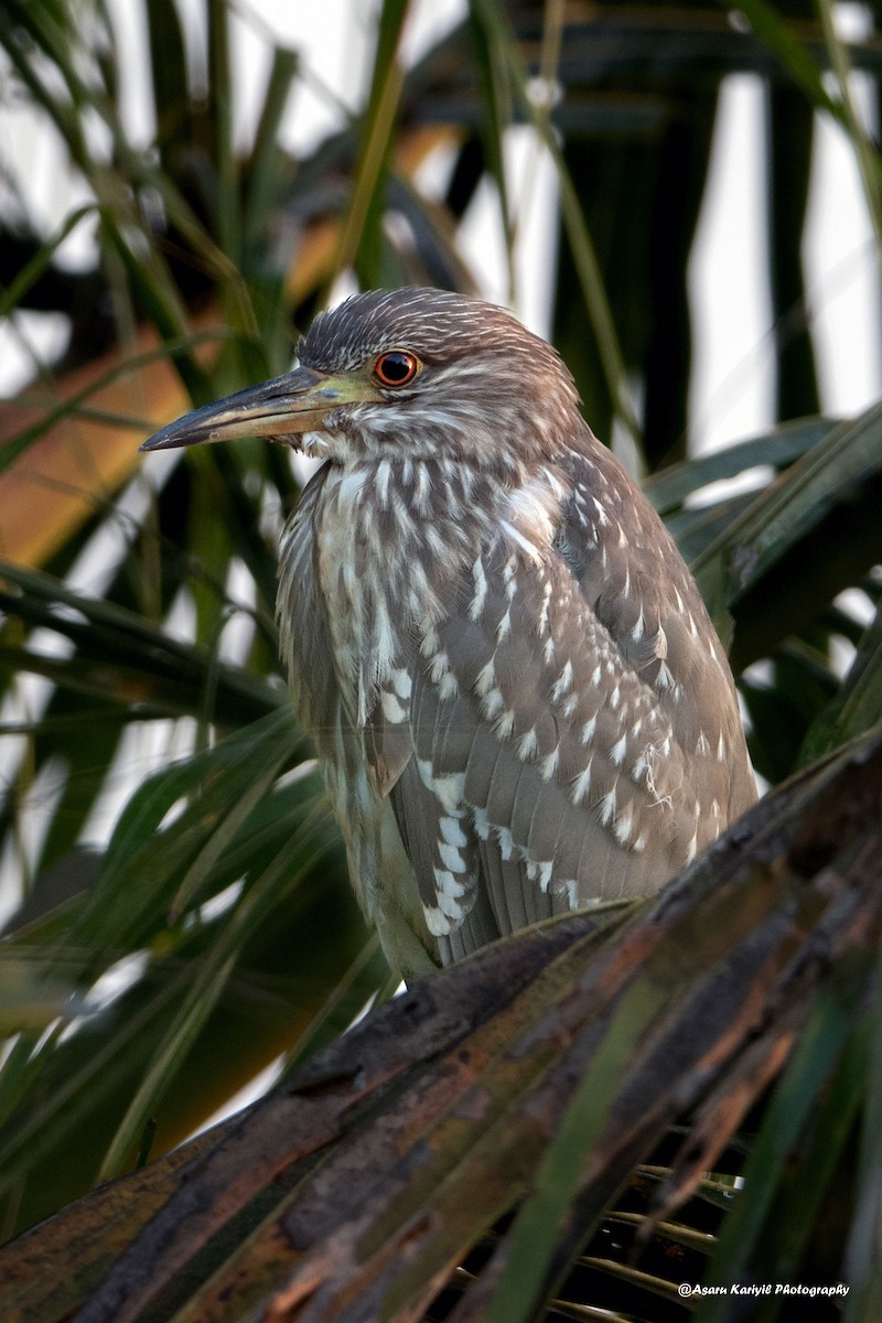 Black-crowned Night Heron - ML229698191