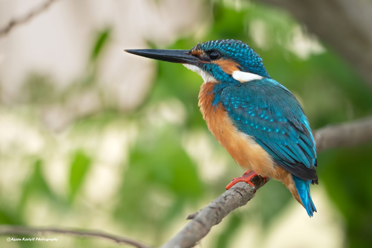 Common Kingfisher - ML229698461