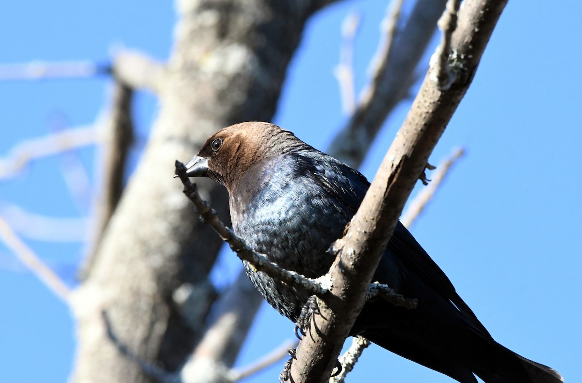 Brown-headed Cowbird - Guy Lafond