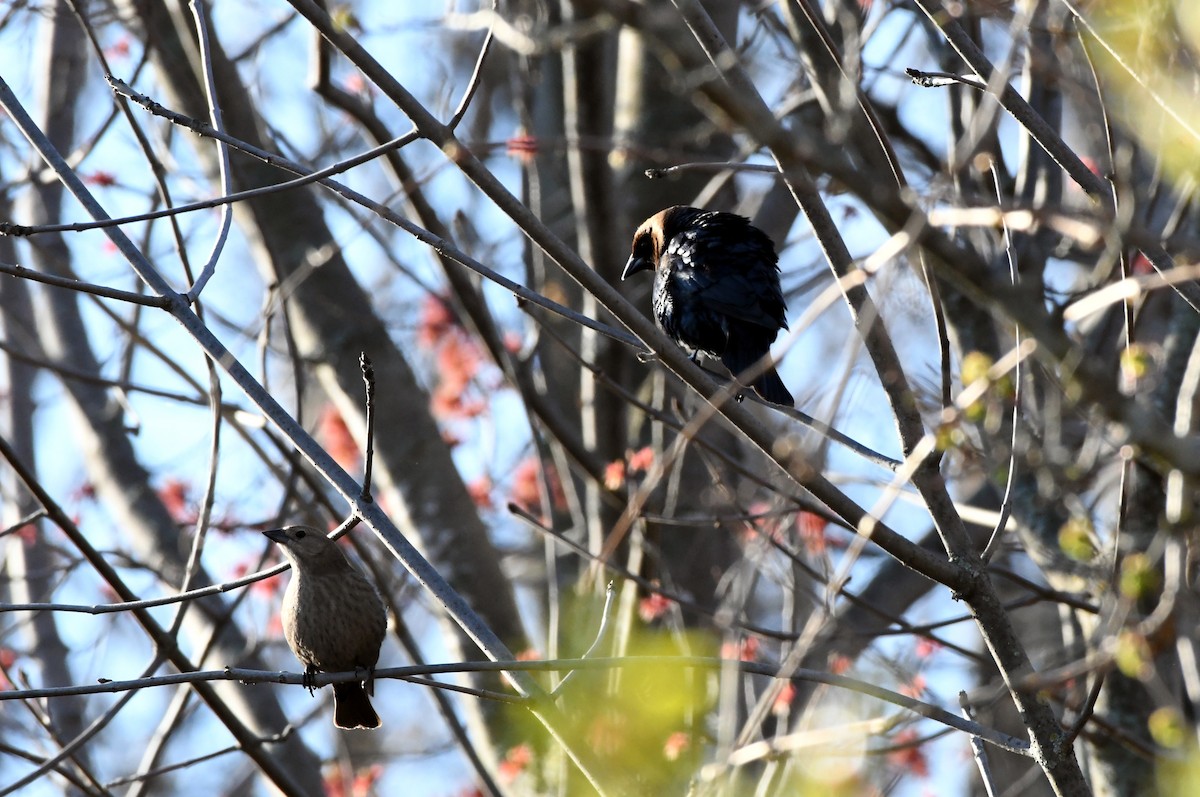 Brown-headed Cowbird - Guy Lafond