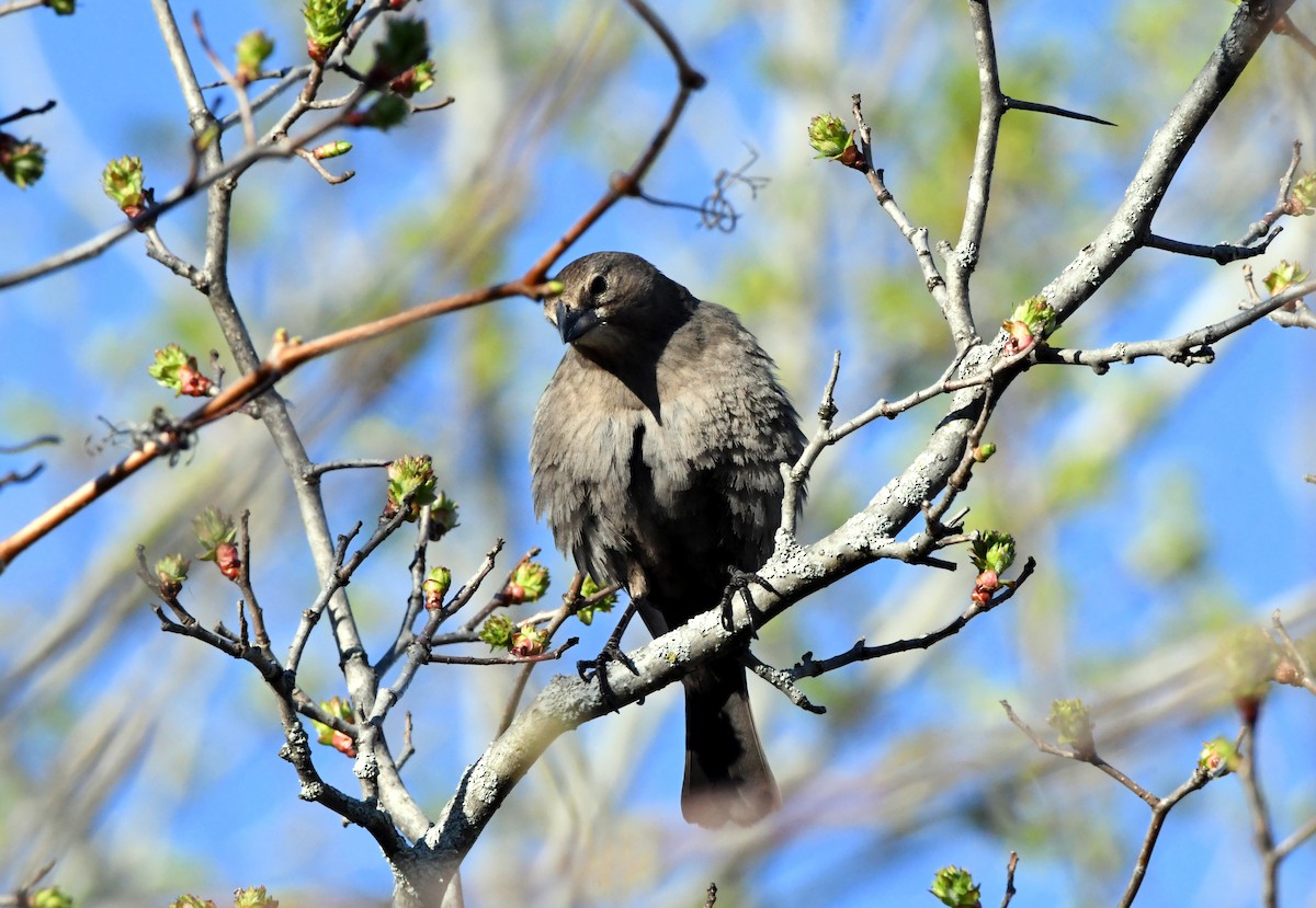 Brown-headed Cowbird - Guy Lafond