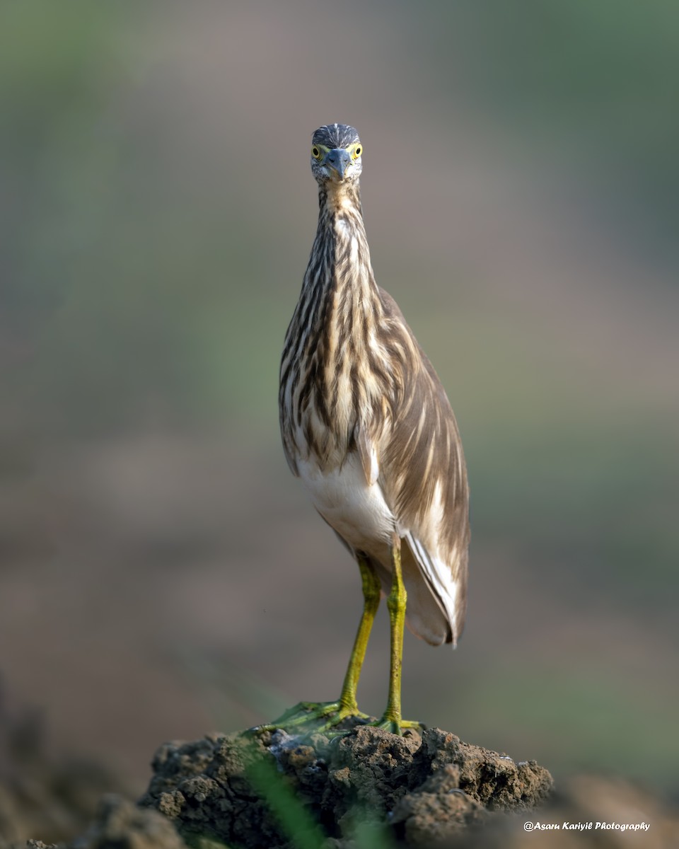 Indian Pond-Heron - ML229699281