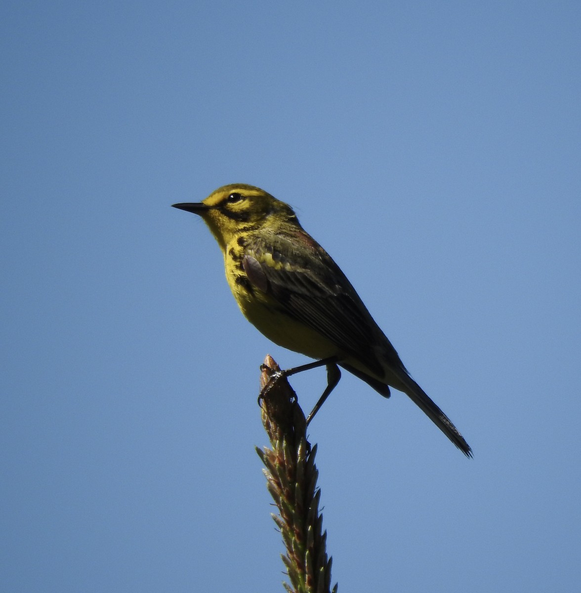 Prairie Warbler - ML229699671