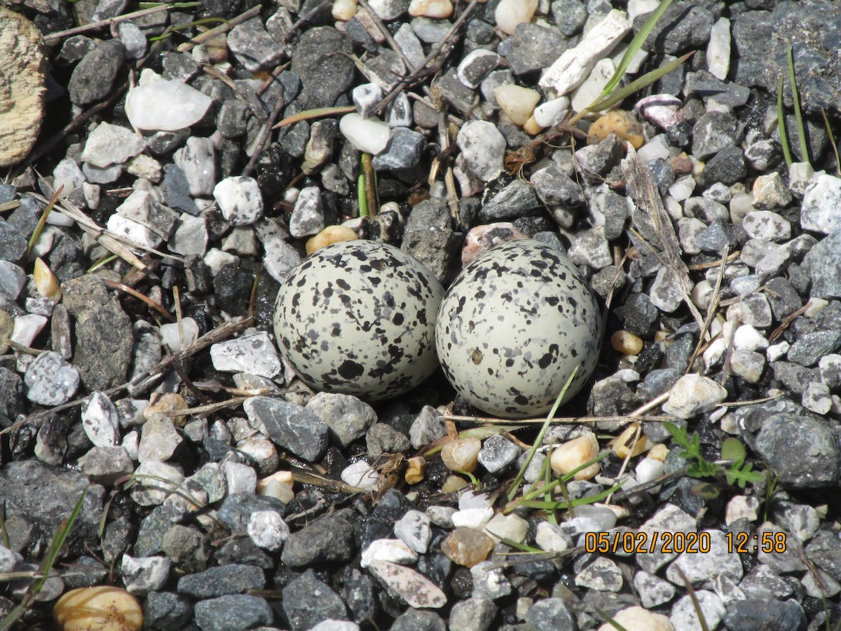 Killdeer - ML229699921