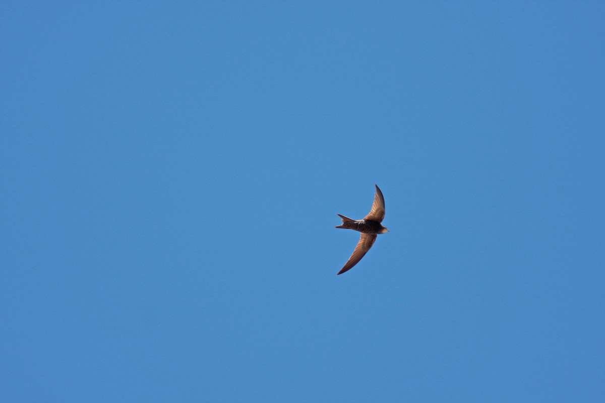 Pallid Swift - ML229700051