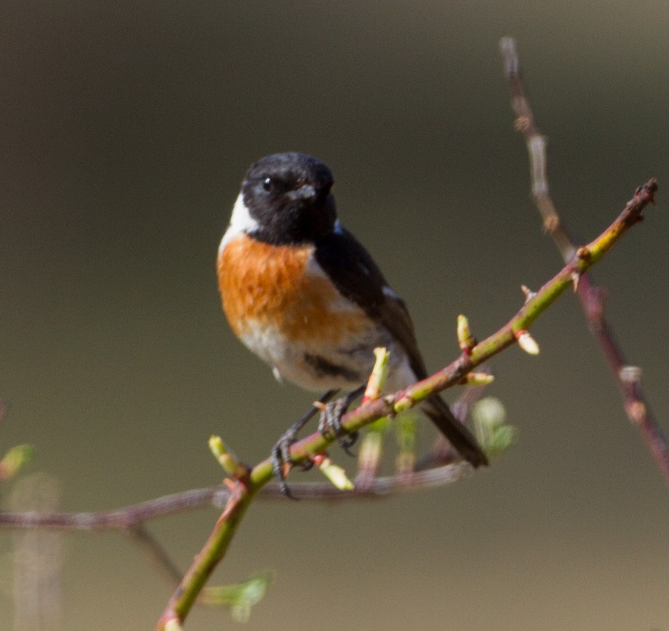 European Stonechat - José Martín