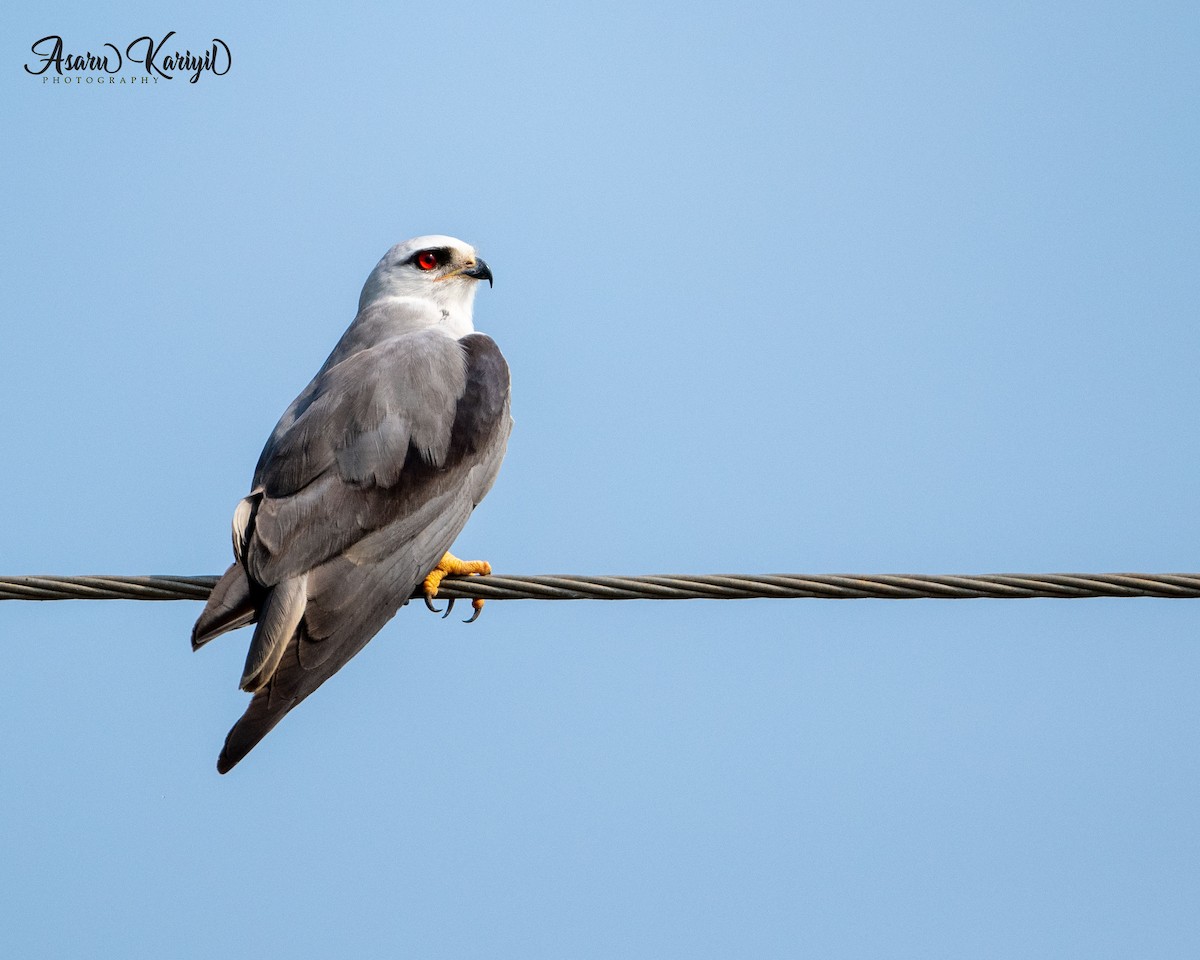 Black-winged Kite - ML229700321