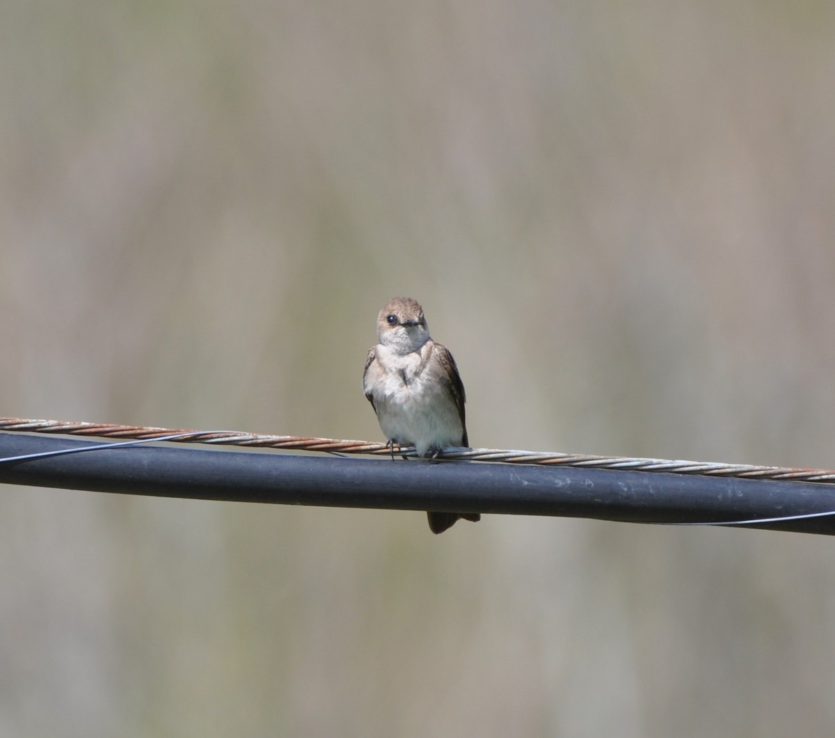 Golondrina Aserrada - ML229700941