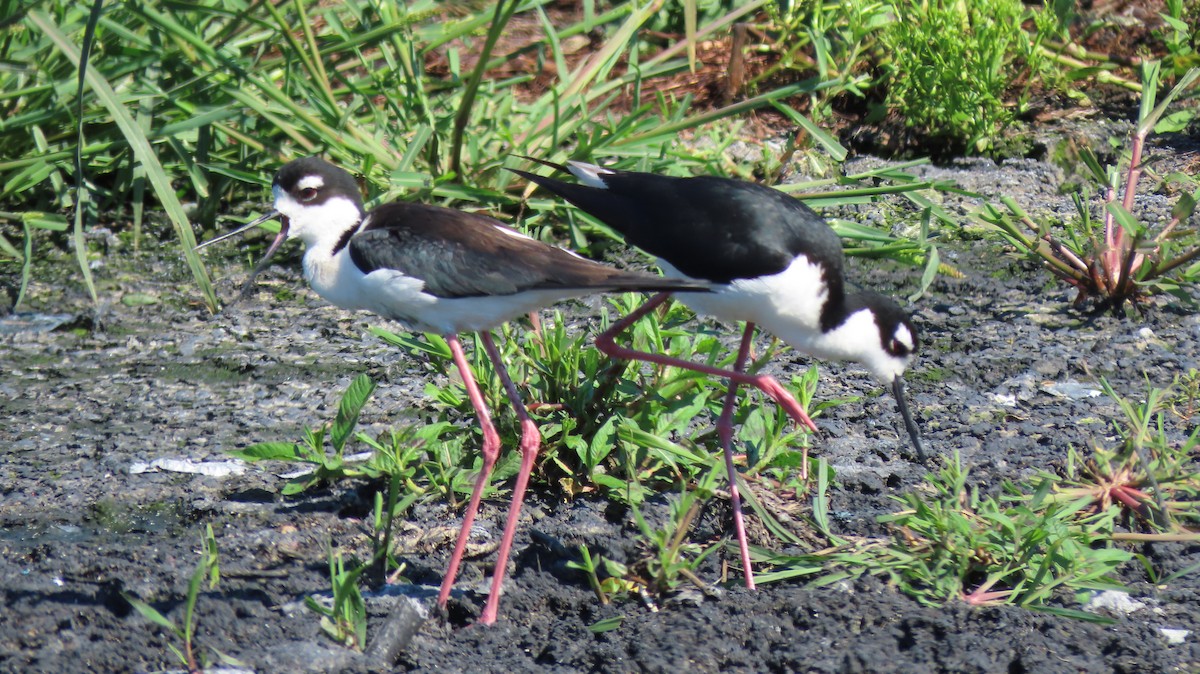 Black-necked Stilt - Lois Stacey