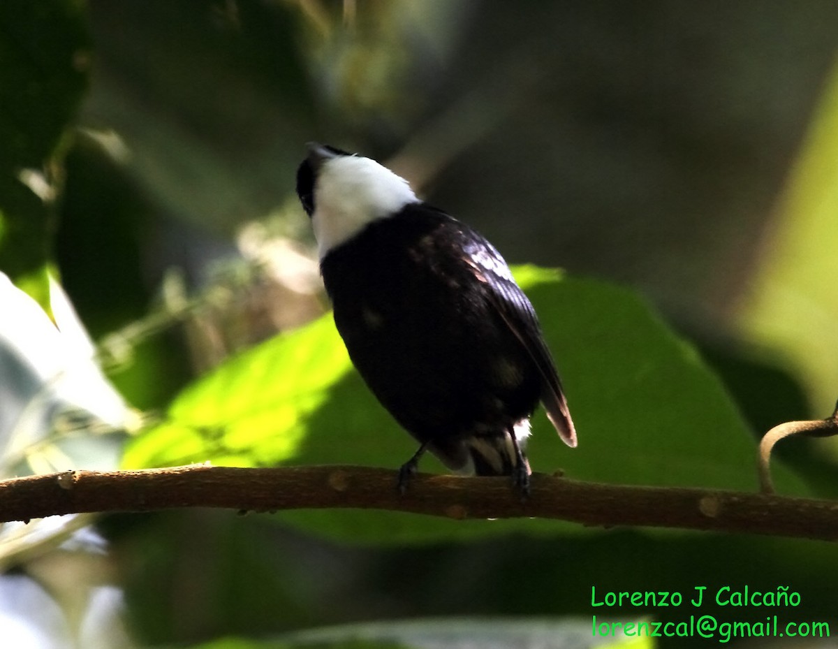 White-bibbed Manakin - Lorenzo Calcaño