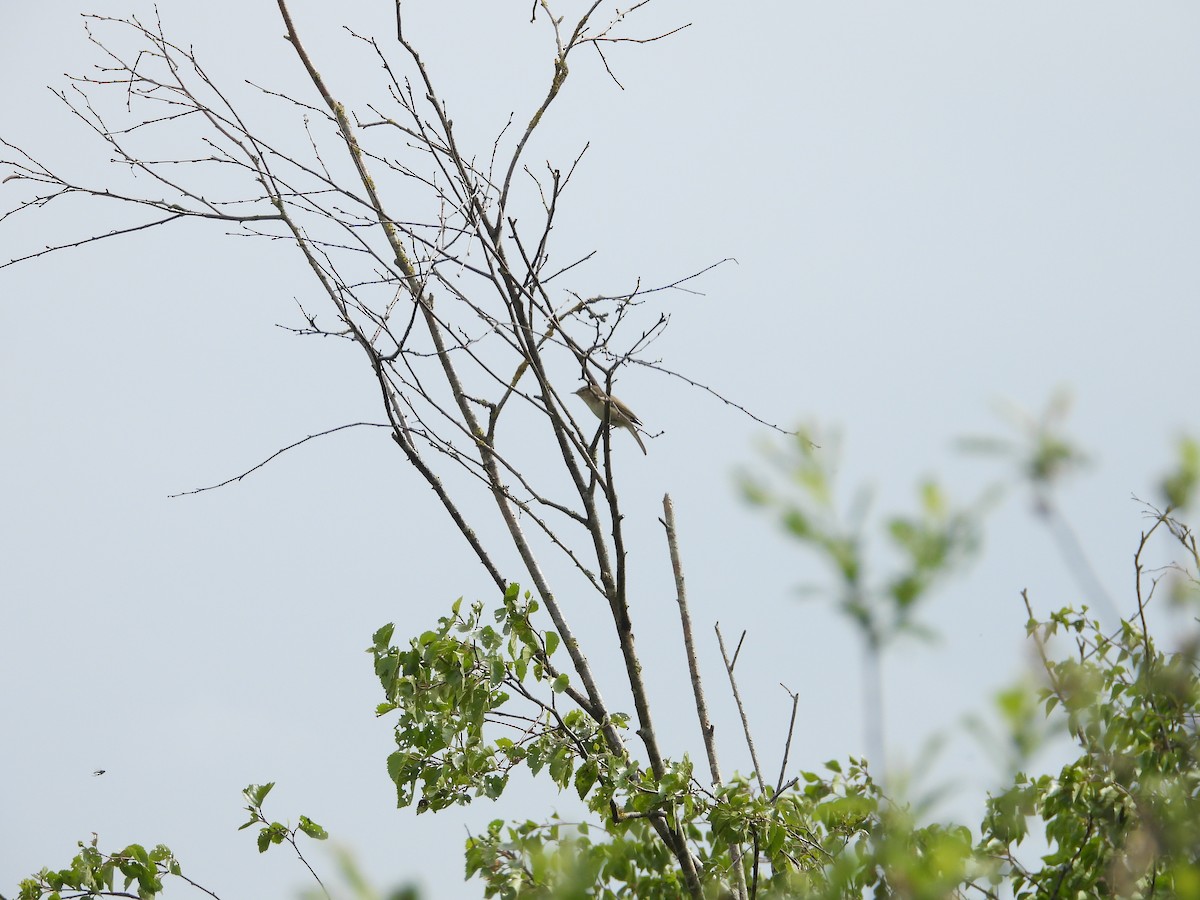 Mosquitero Musical - ML229704591