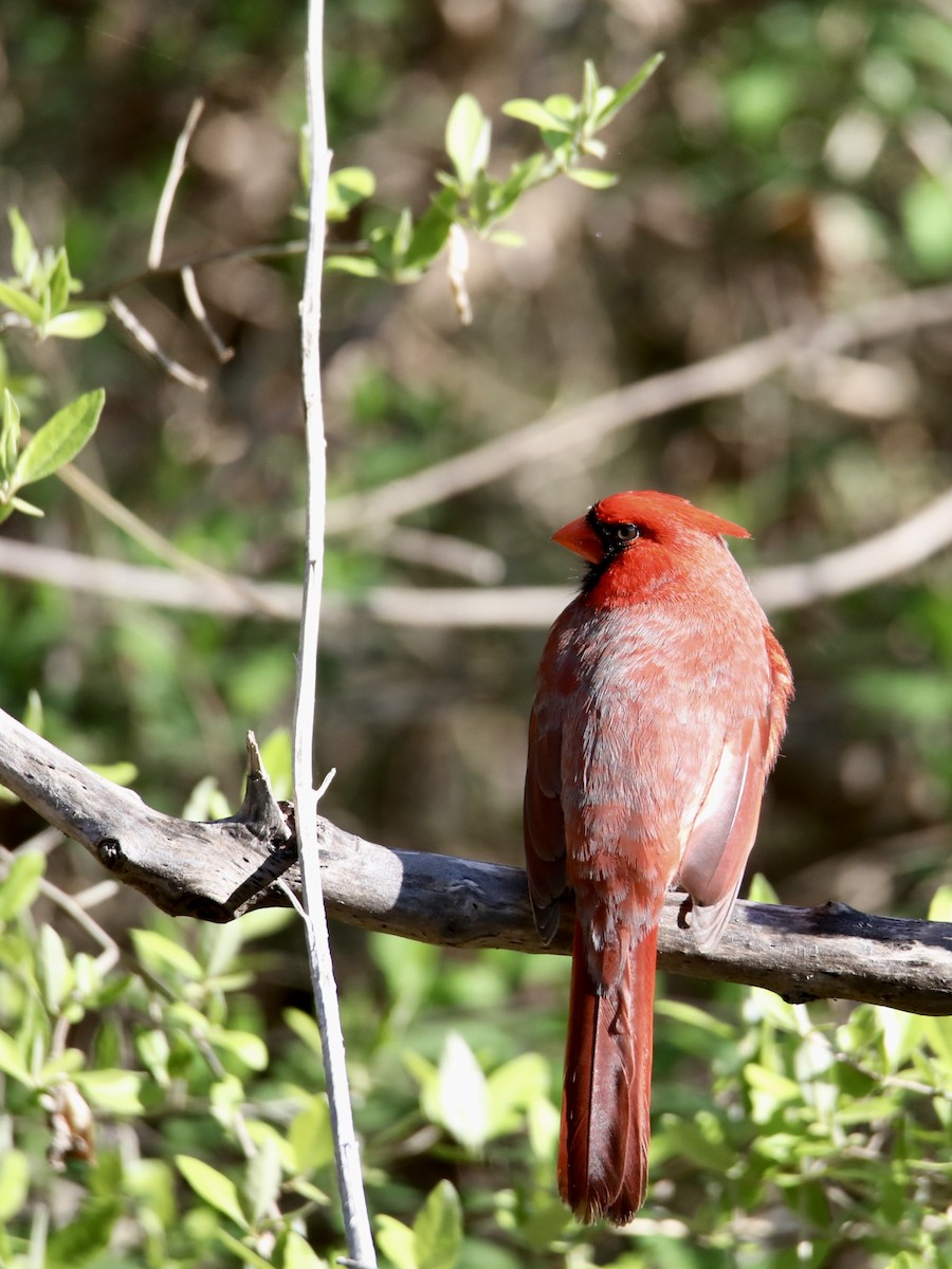 Northern Cardinal - ML229705051