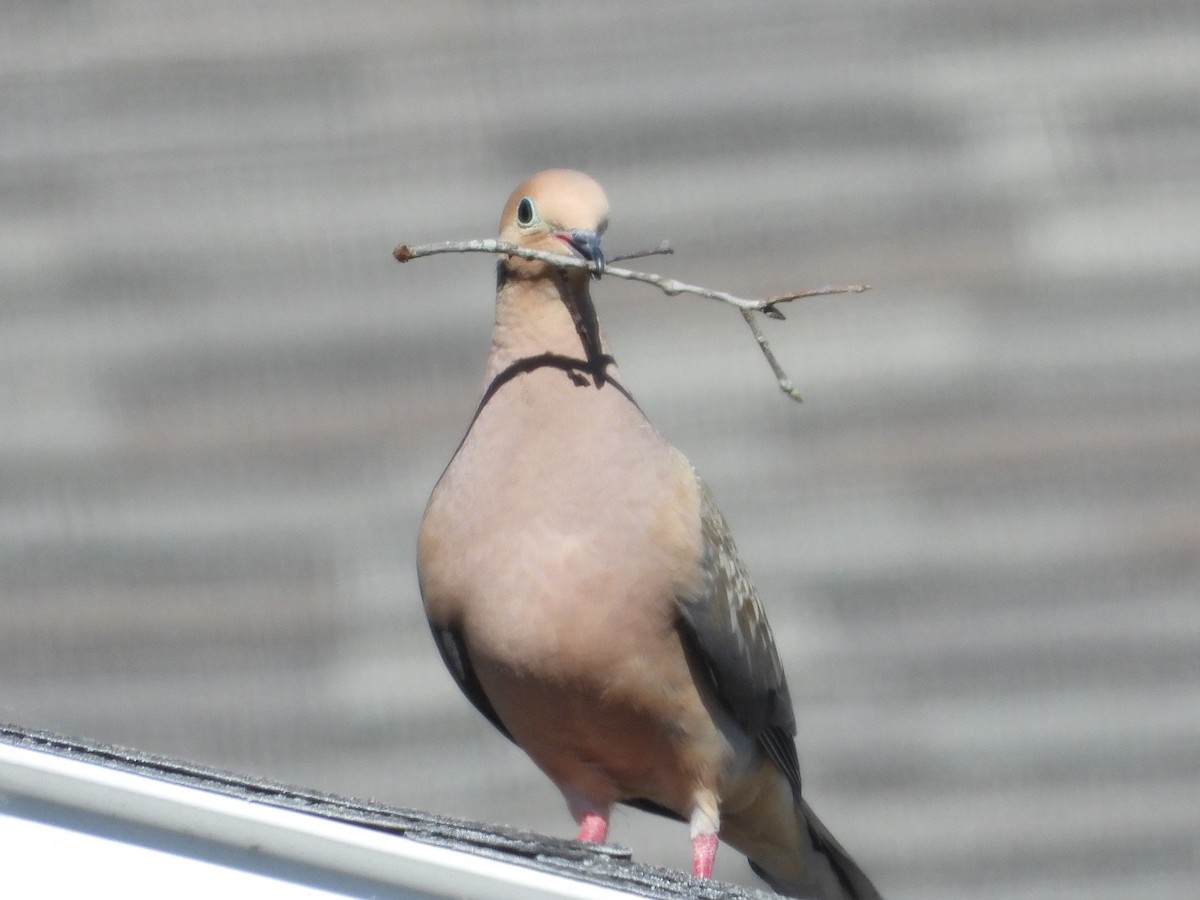 Mourning Dove - ML229705641