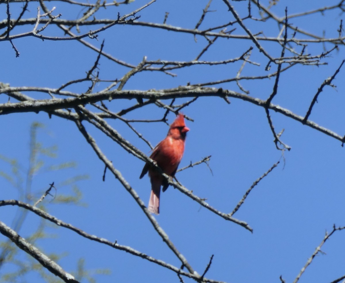 Kırmızı Kardinal - ML229708331