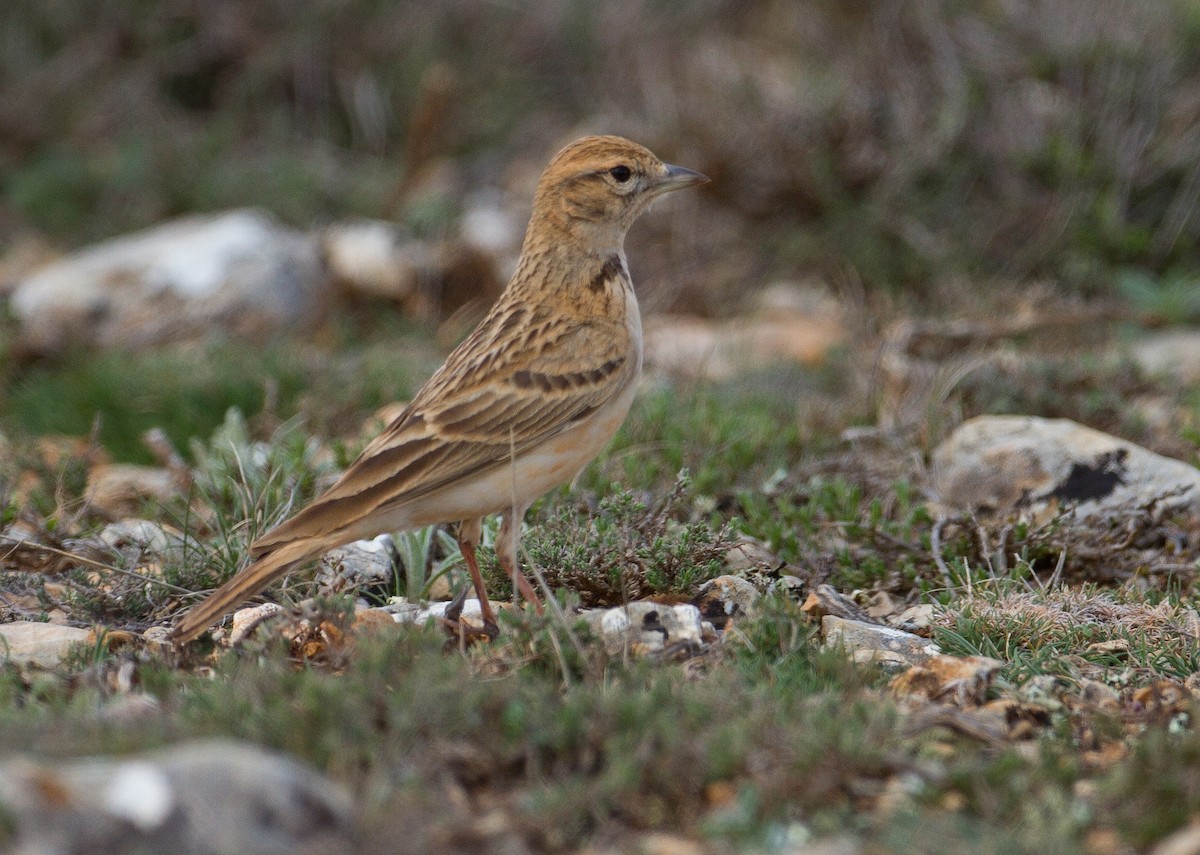 Greater Short-toed Lark - José Martín