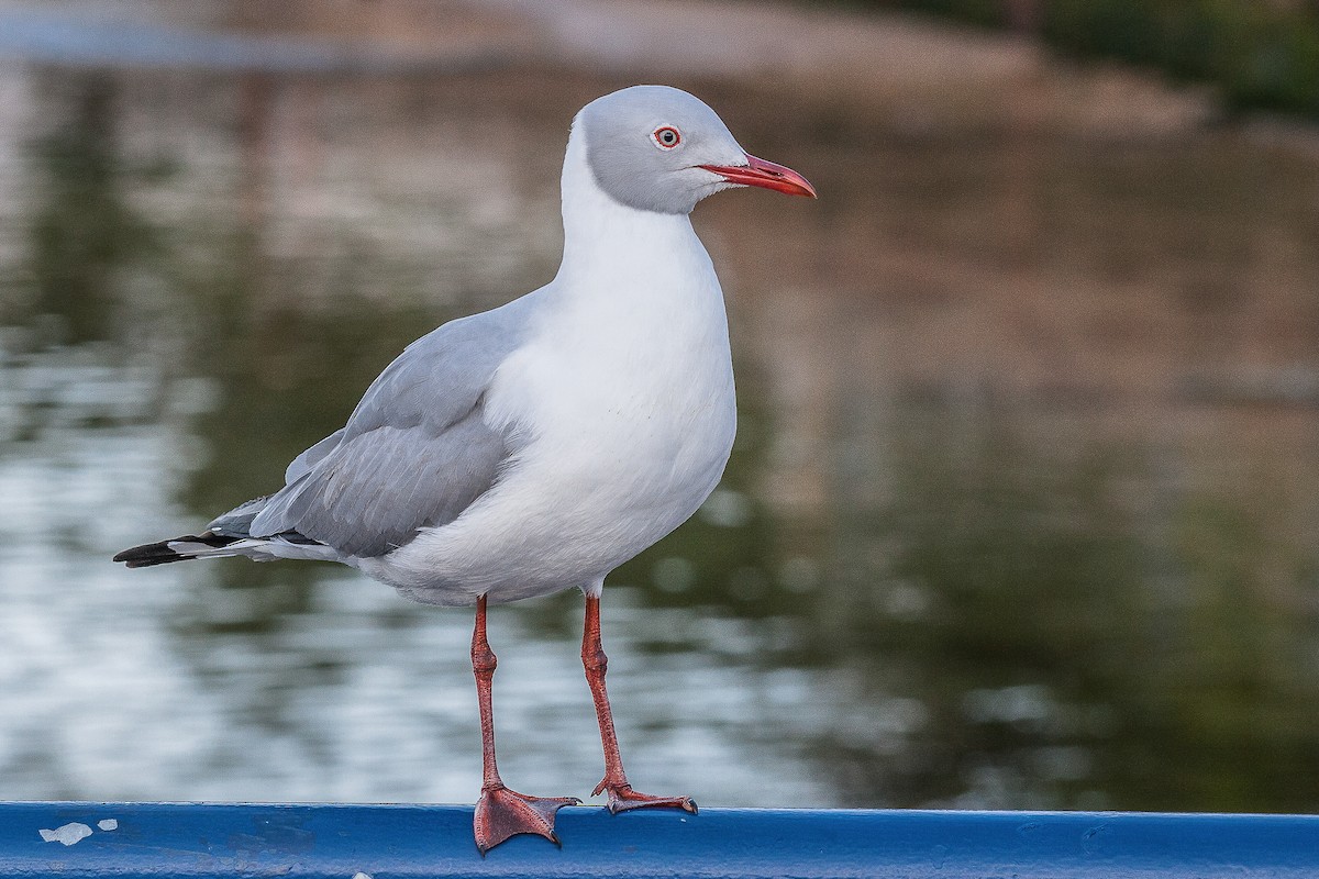 Gray-hooded Gull - ML229712351