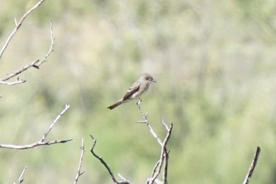 Western Wood-Pewee - ML229715731