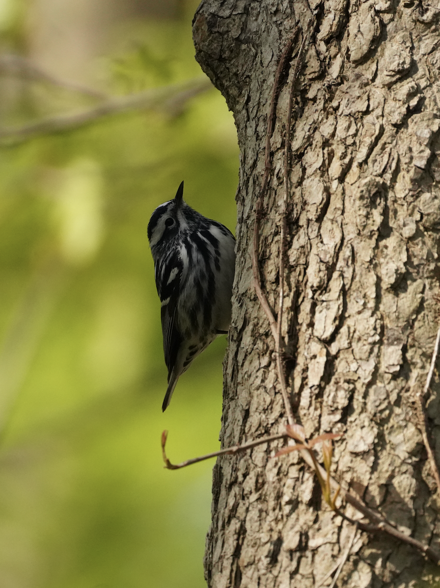 Black-and-white Warbler - ML229716591