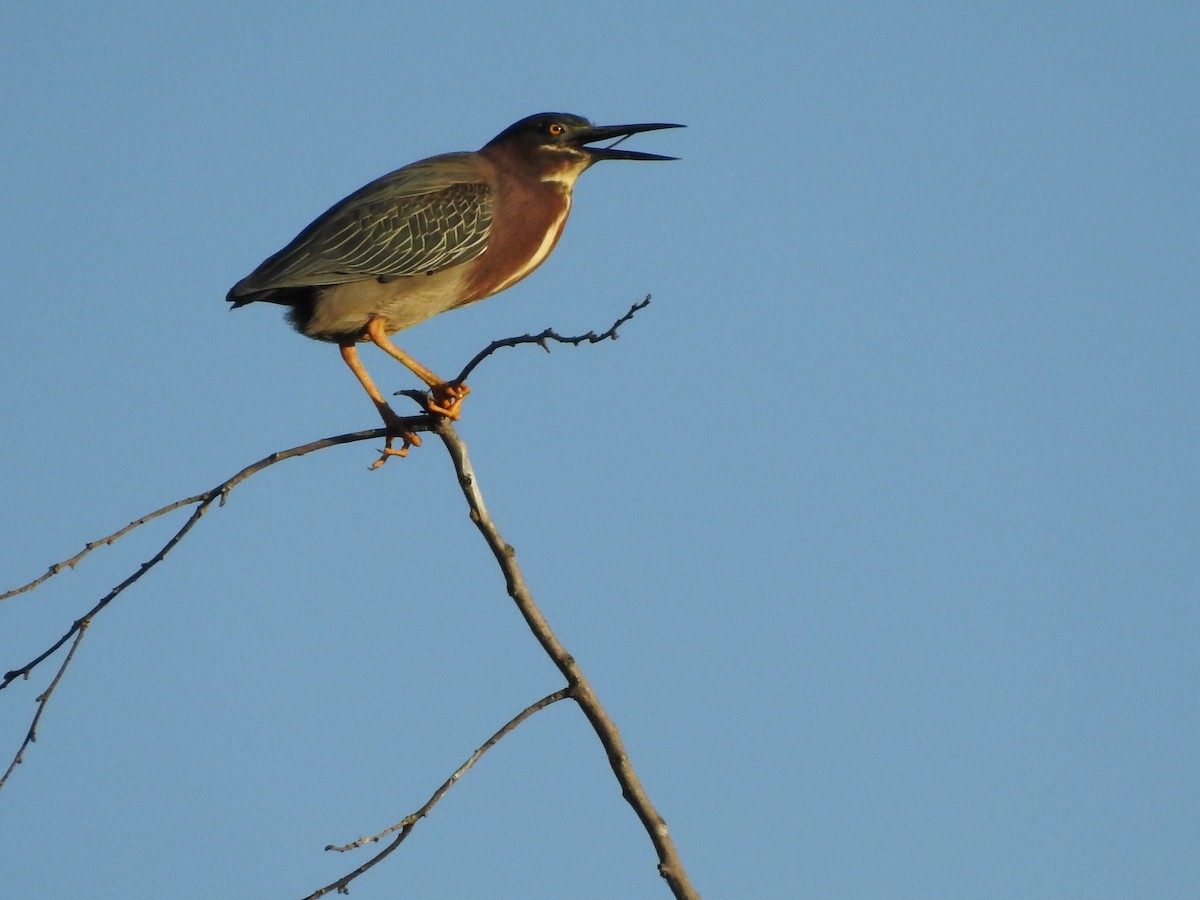 Green Heron - David Hilgeman