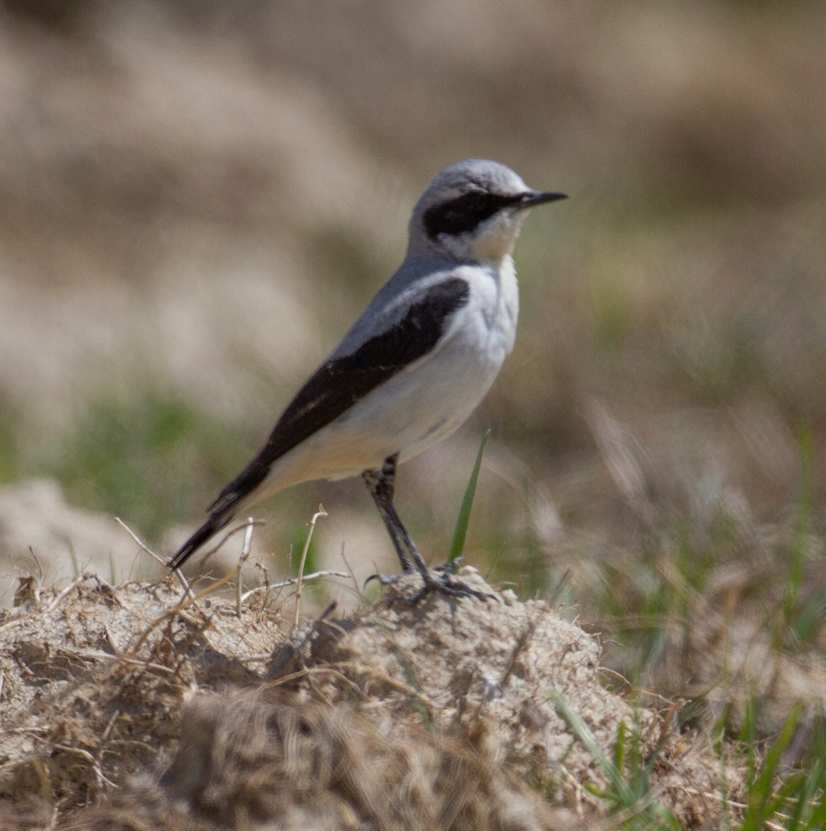 Northern Wheatear - José Martín