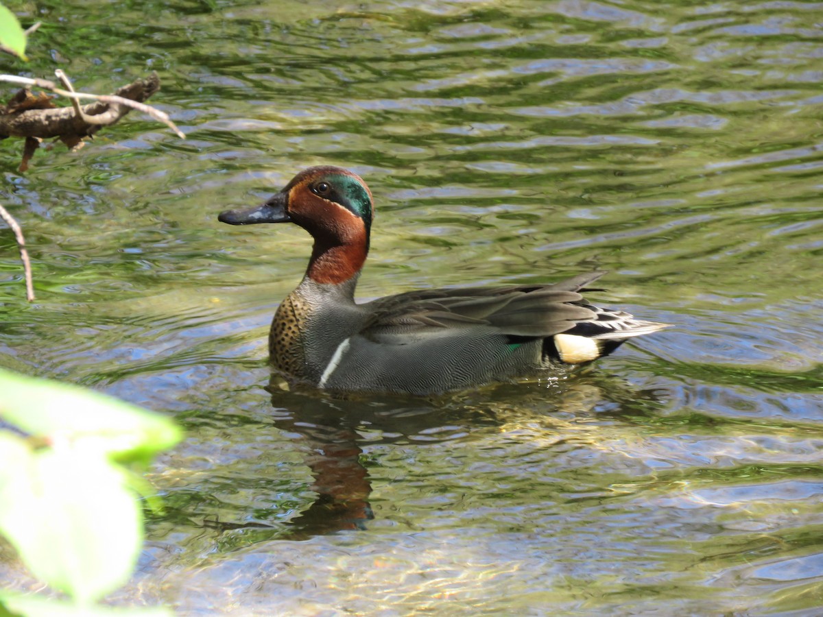 Green-winged Teal - ML229719901