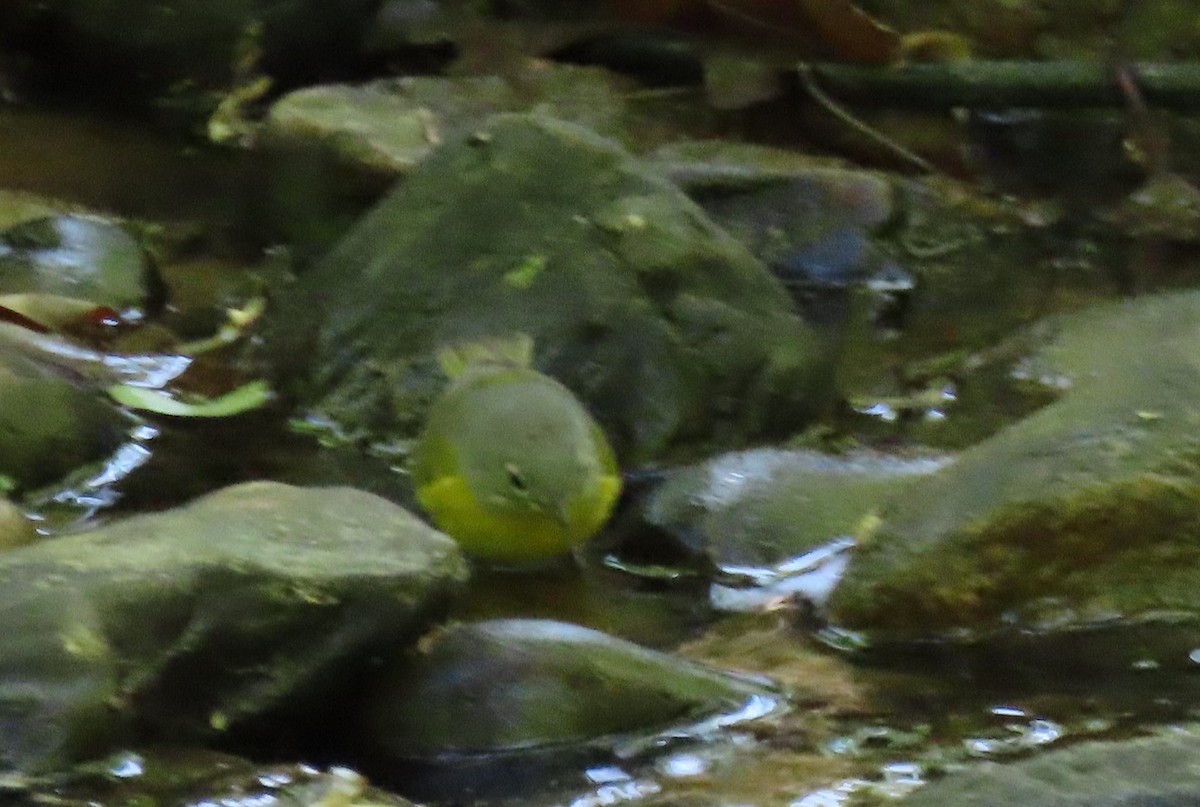 Nashville Warbler - ML229720221